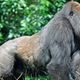 The western lowland gorilla